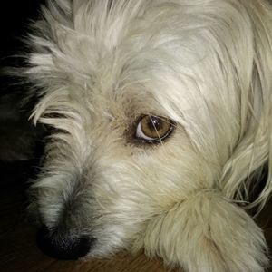 Meet your Posher, Mario